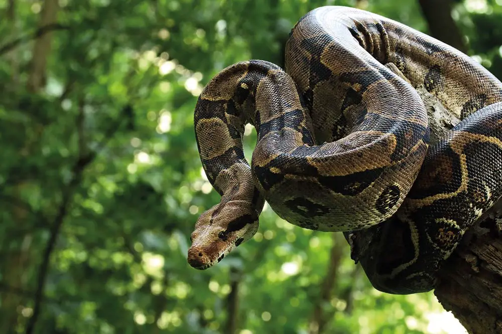 The boa constrictor, also called the red-tailed boa or the common boa