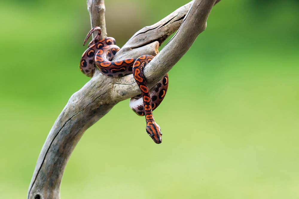 Baby Brazilian rainbow boa aka the slender boa