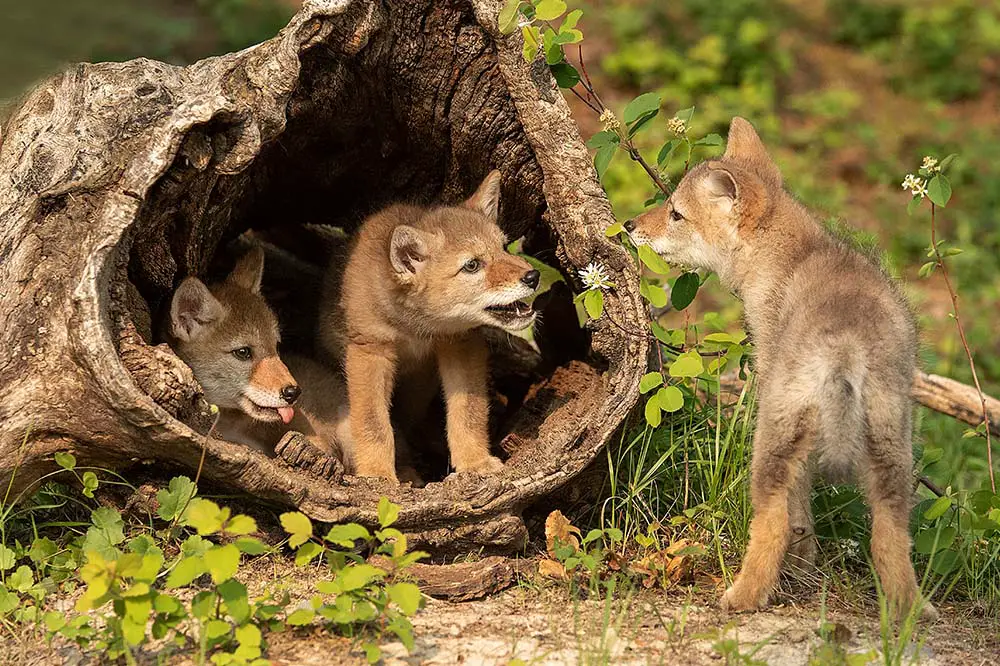 Coyote Pups in a log den