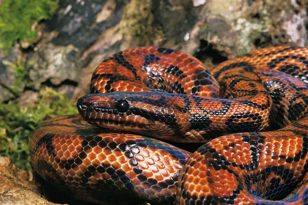 Adult rainbow boa