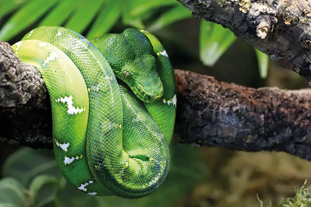 Adult emerald tree boa | Linto Philip / Shutterstock