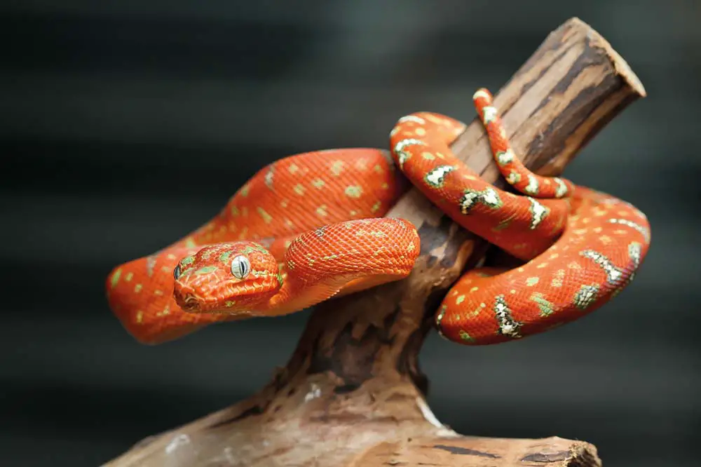 Juvenile emerald tree boa