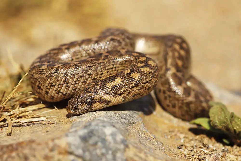 Closeup of juvenile javelin sand boa | Taviphoto / Shutterstock