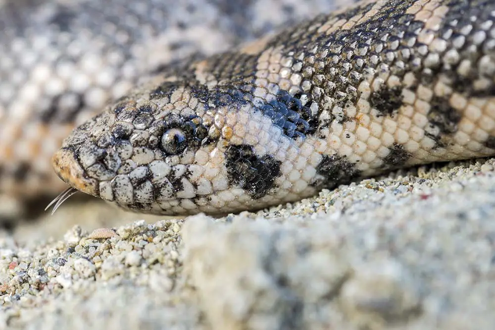 Javelin sand boa (Eryx jaculus)