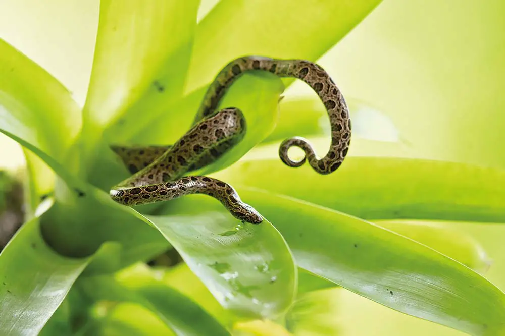 Panamanian dwarf boa