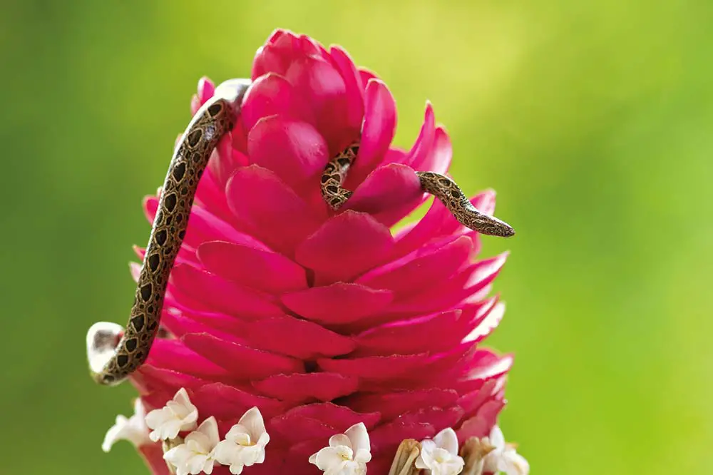 Panamanian dwarf boa on a flower