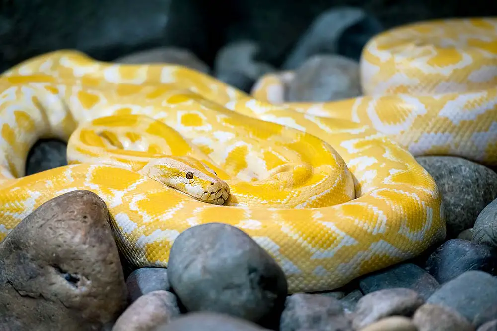 Albino Burmese Python