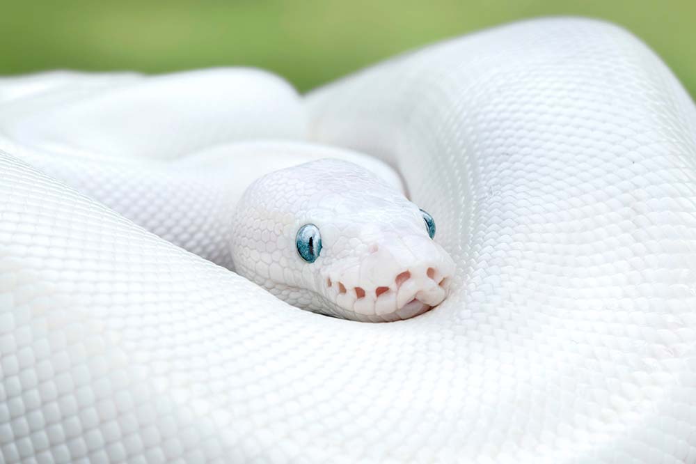 White leucistic ball python