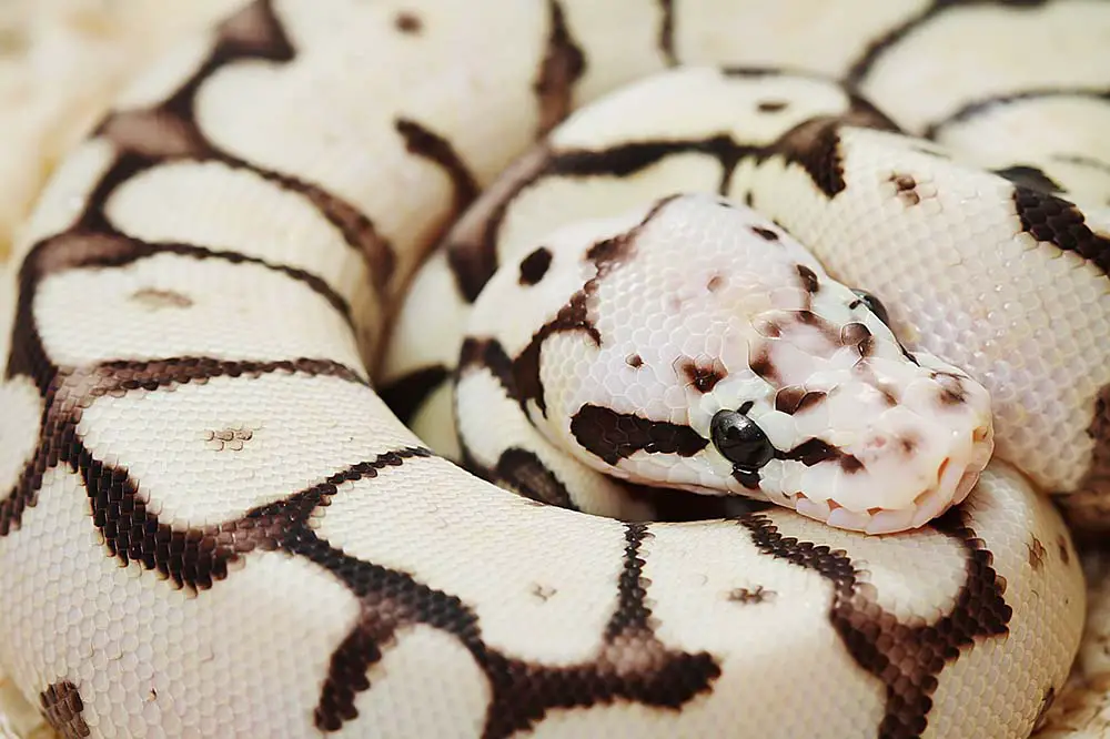 Butter ball python