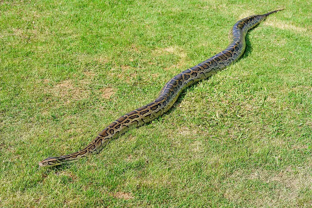 Reticulated Python