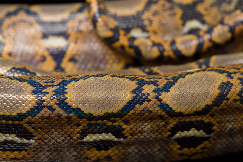 The skin of a reticulated python