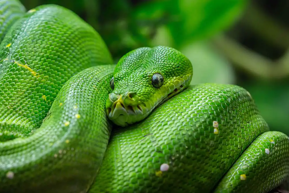 Green tree python