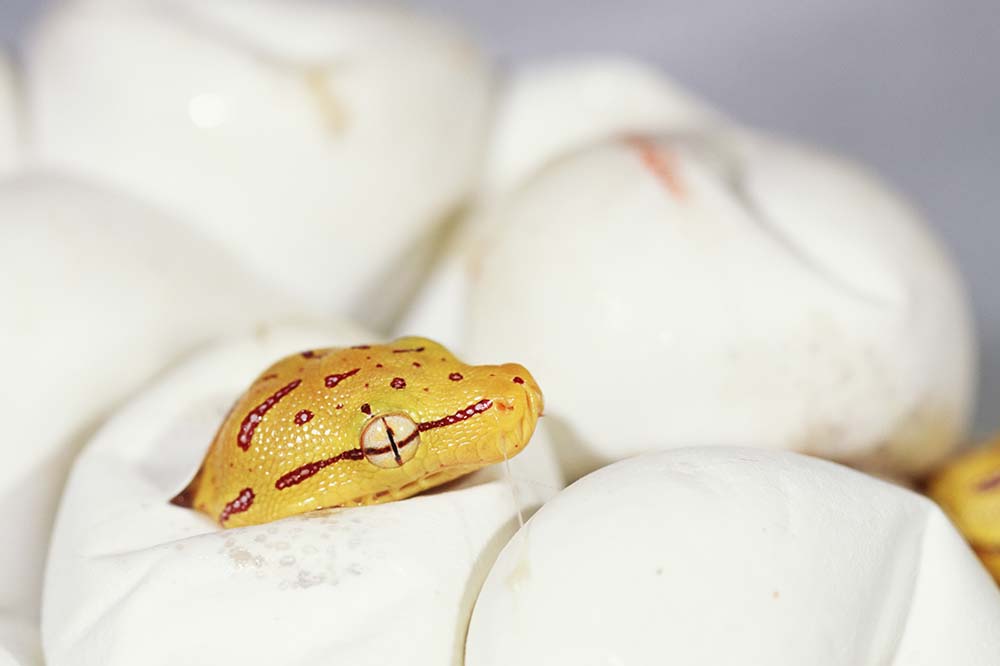 Green tree python hatching out of its egg