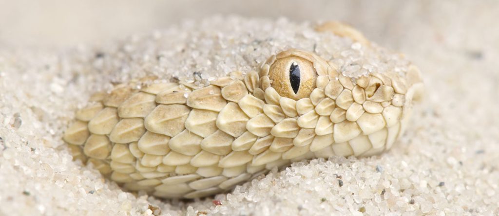100 Species of Snake Organised by Family and Subfamily (200+ Photos)