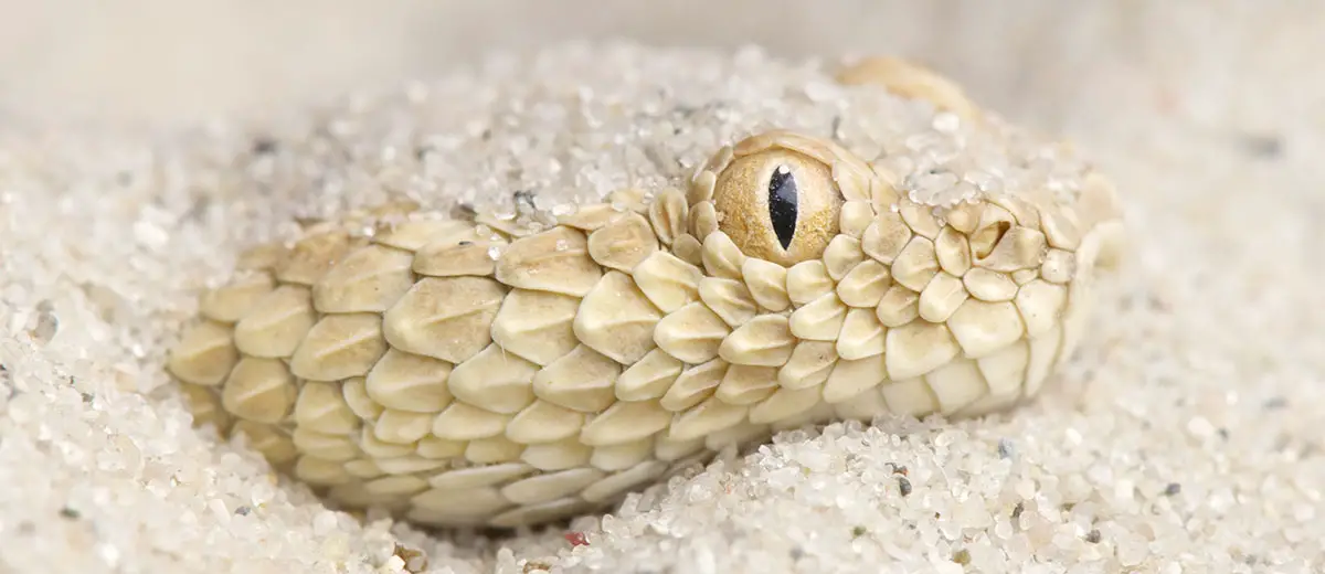 Close-up of a Hairy Bush Viper (Atheris hispida) - Venomous Snake