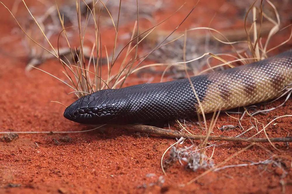 Black-headed Python in Australia's desert