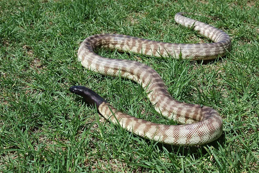 Black headed python