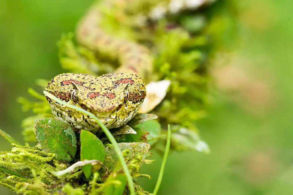 Eyelash Pit Viper in Costa Rica