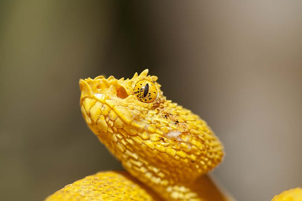 Yellow Eyelash Pit Viper