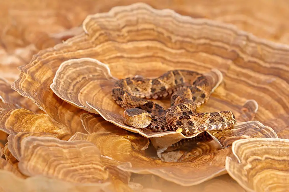 Fer-de-lance on a tree fungus