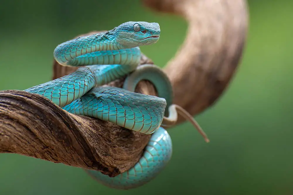 Sunda Island pit viper | Cavan-Images / Shutterstock