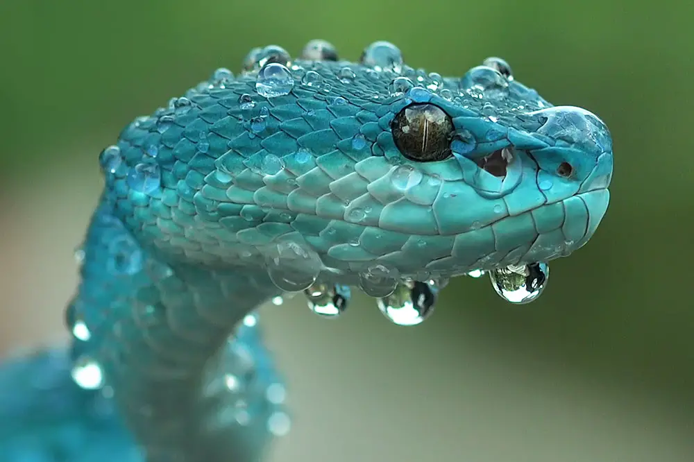 The variable bush viper (Atheris squamigera) is a beautiful, almost dragon  like, snake species that displays a huge variety of colors…