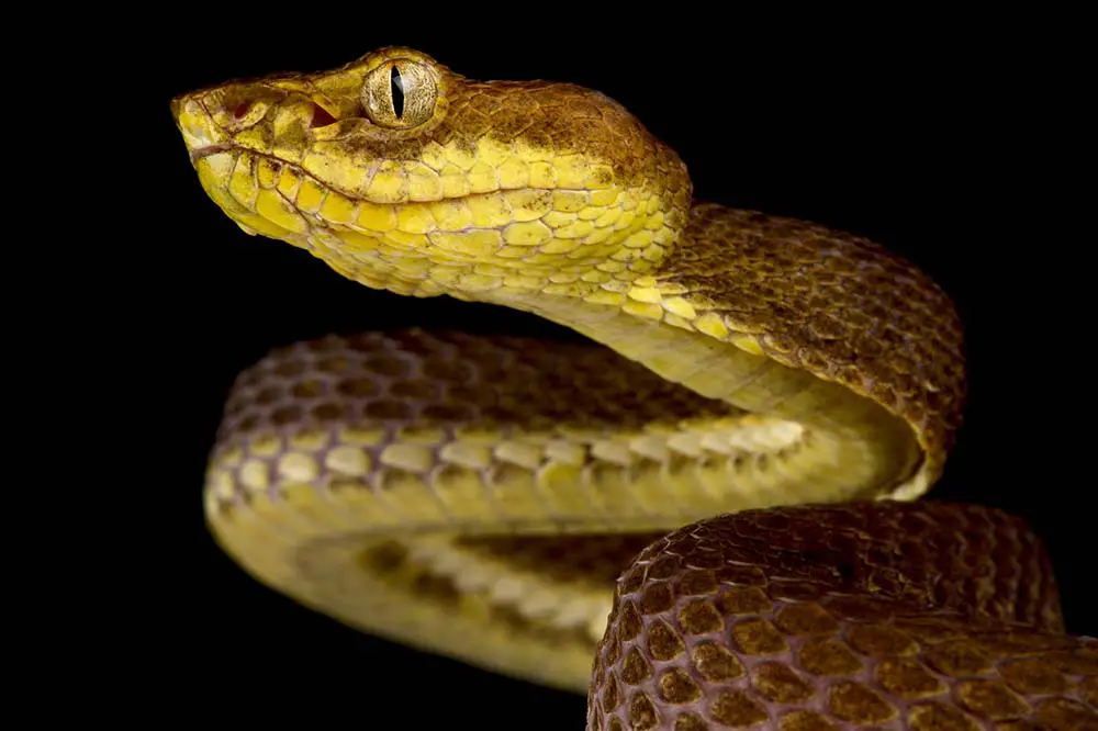 Yellow McGregor's pit viper