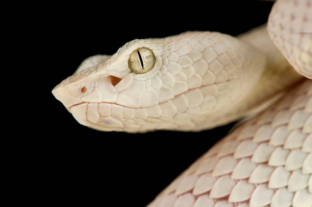 A white McGregor's pit viper | reptiles4all / Shutterstock