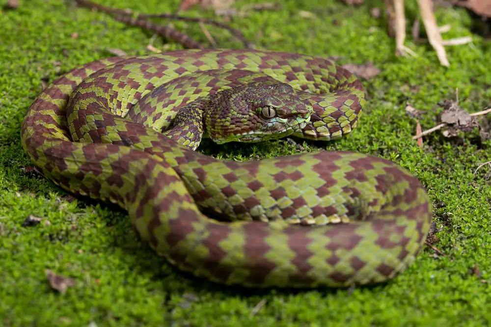 Beautiful pit viper in southern Thailand