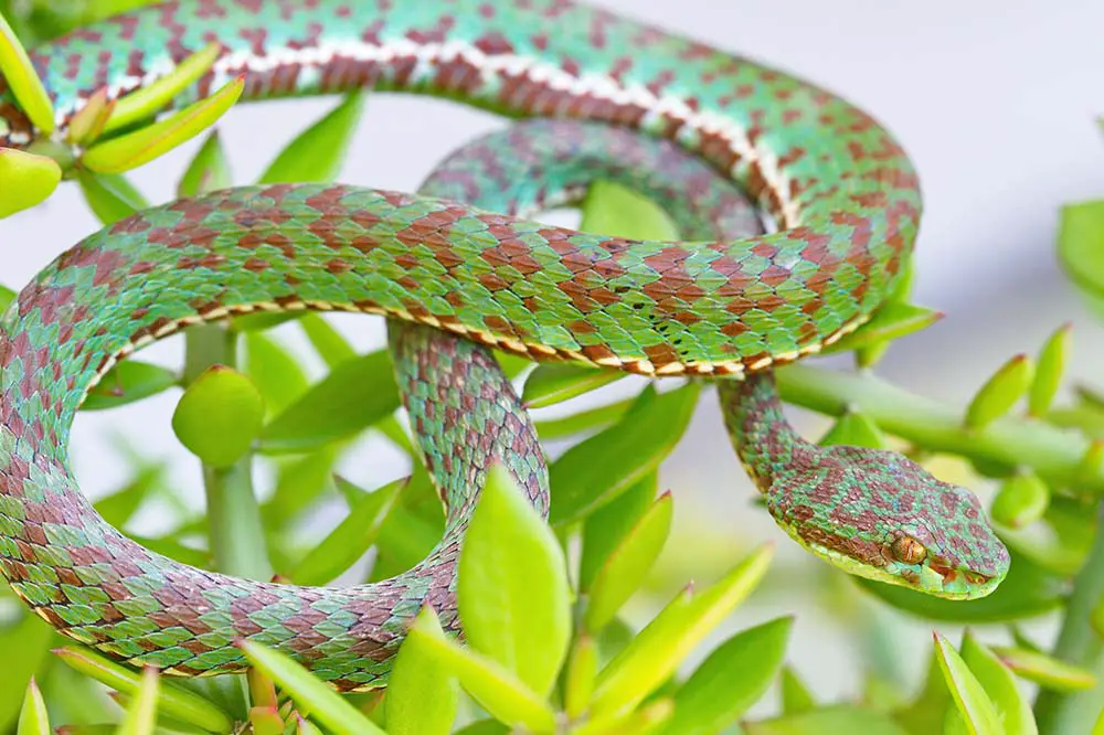 Beautiful pit viper in Phuket