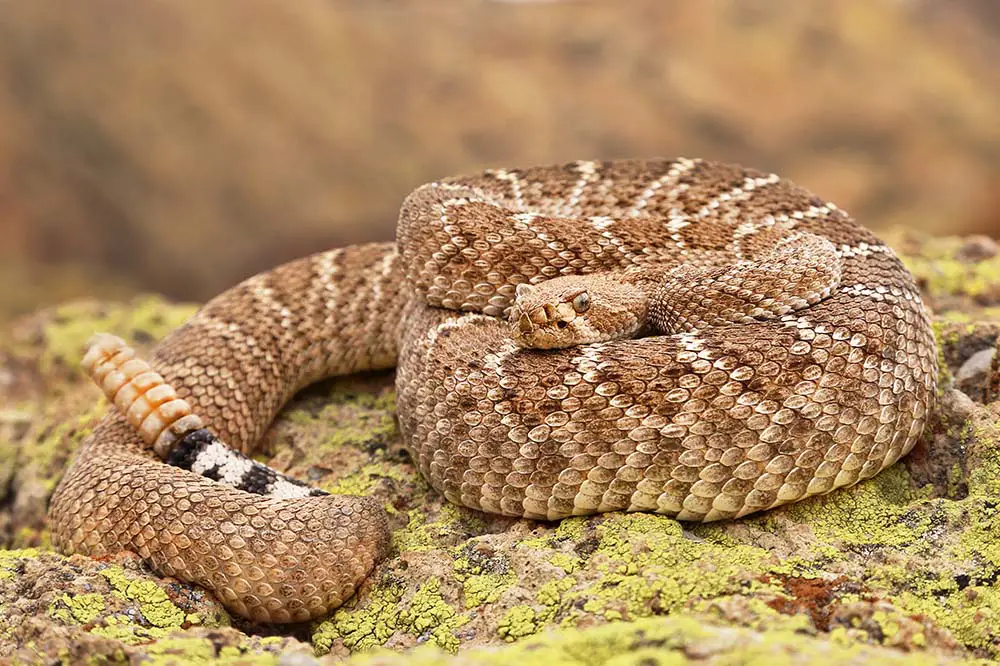 A coiled up Western Diamondback Rattlesnake in Arizona