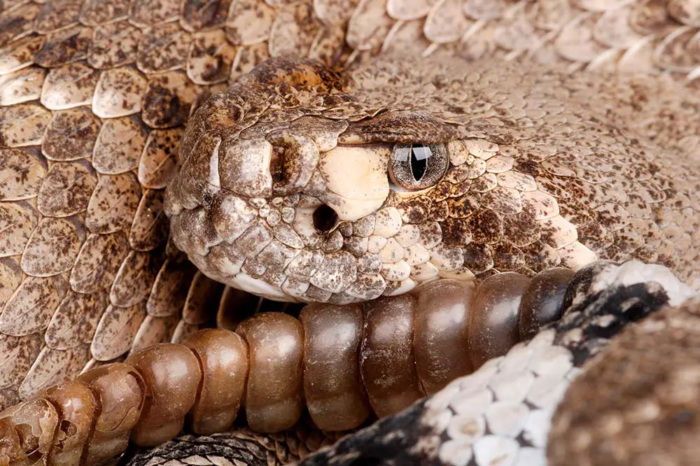 Closeup of a Western Diamondback Rattlesnake