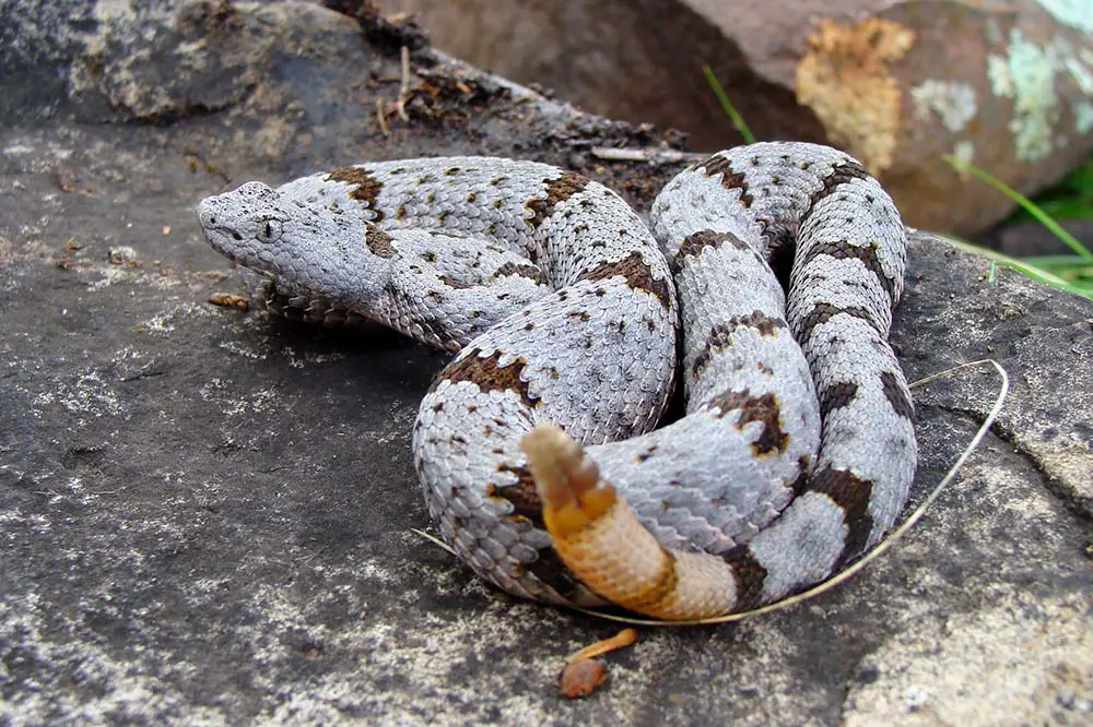 Banded rock rattlesnake