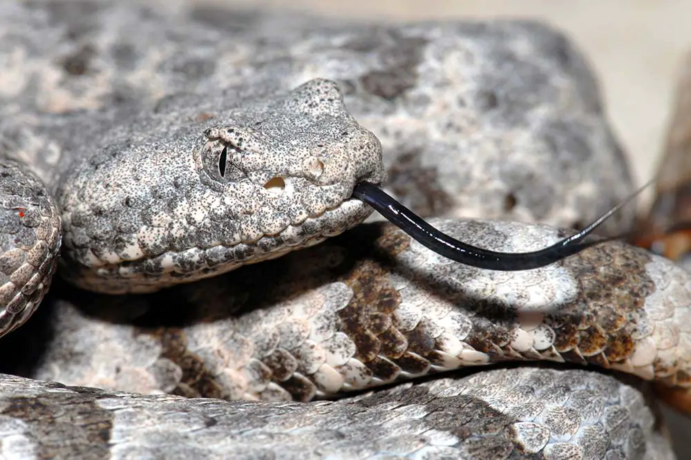 Mottled rock rattlesnake