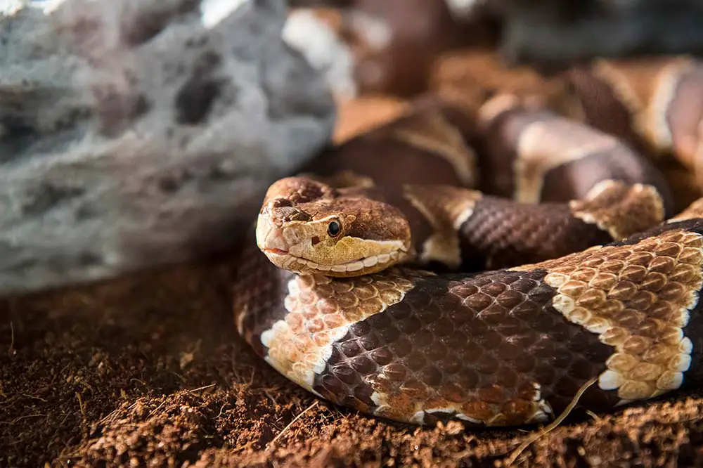 Copperhead viper (Agkistrodon contortrix)