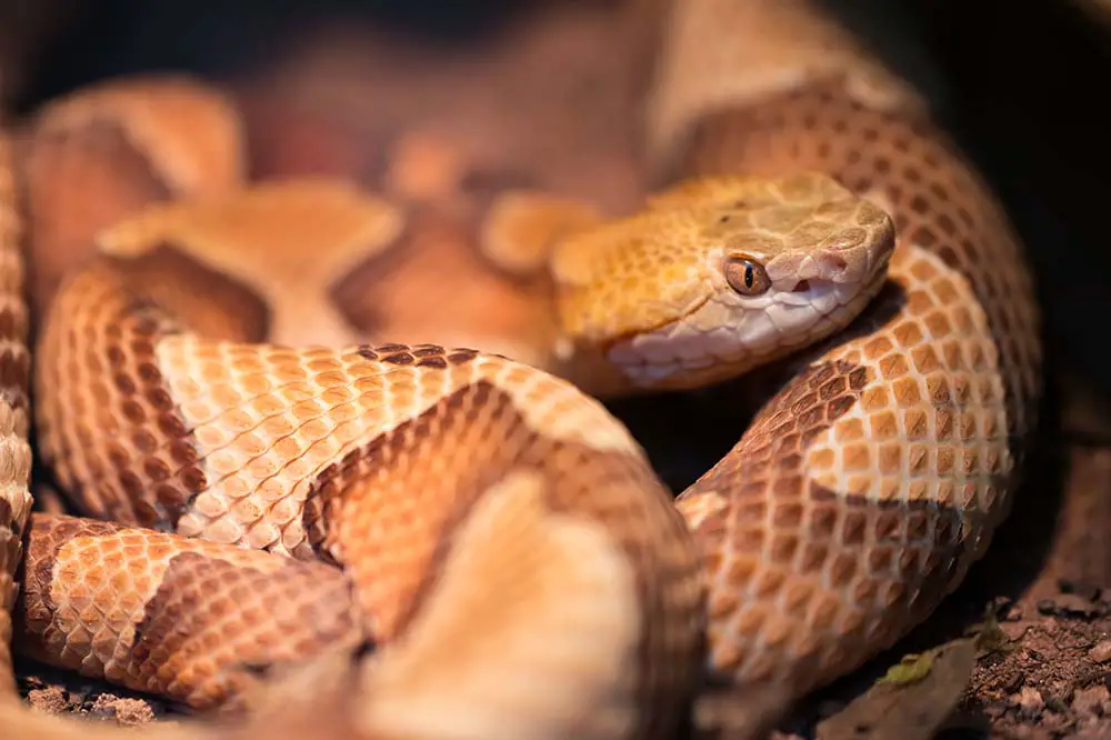 Copperhead | Fabio Lotti / Shutterstock