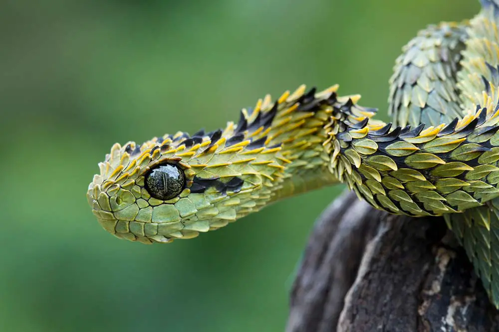 Close up of a hairy bush viper