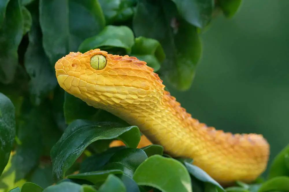 Variable bush viper in its orange phase