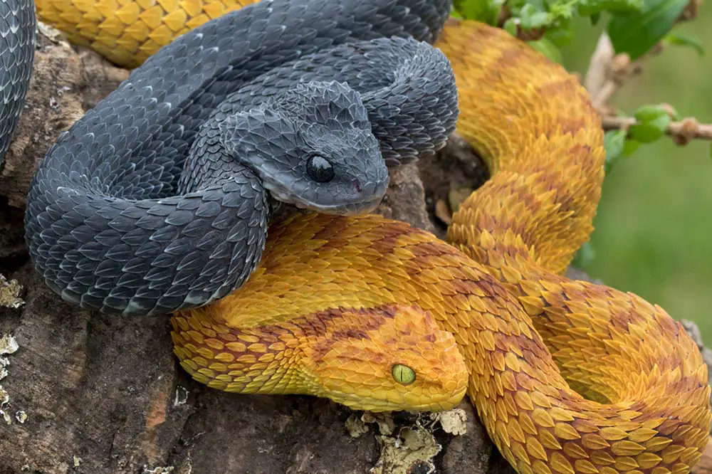 Stock photo of African / variable Bush Viper (Atheris squamigera) captive  from West and. Available for sale on