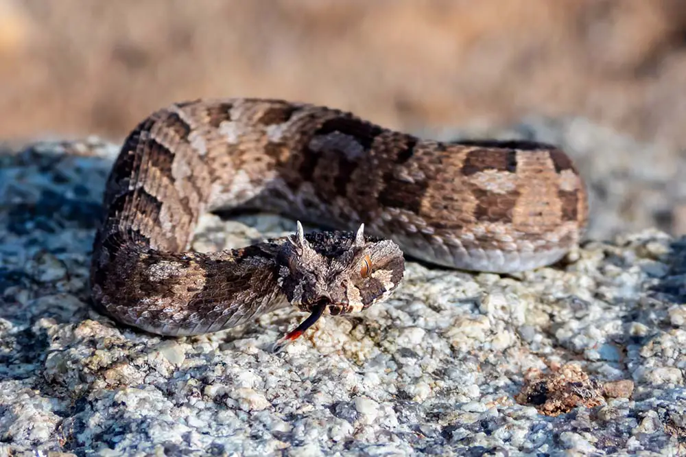 Many-horned adder from Springbok, Northern Cape