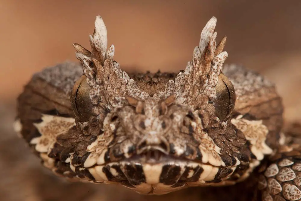 The many-horned adder