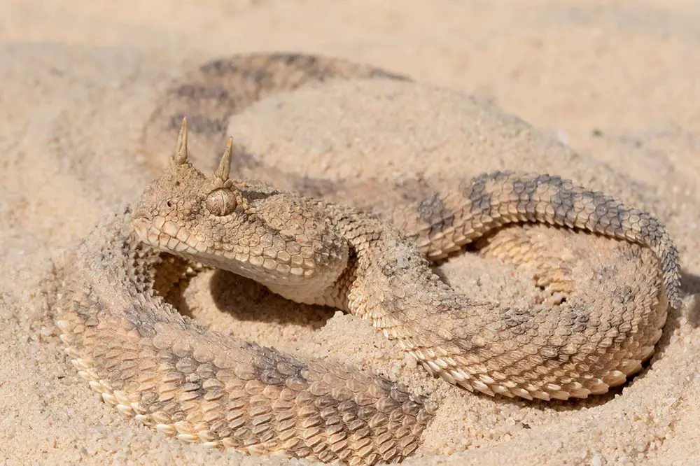 Desert horned viper in the sand