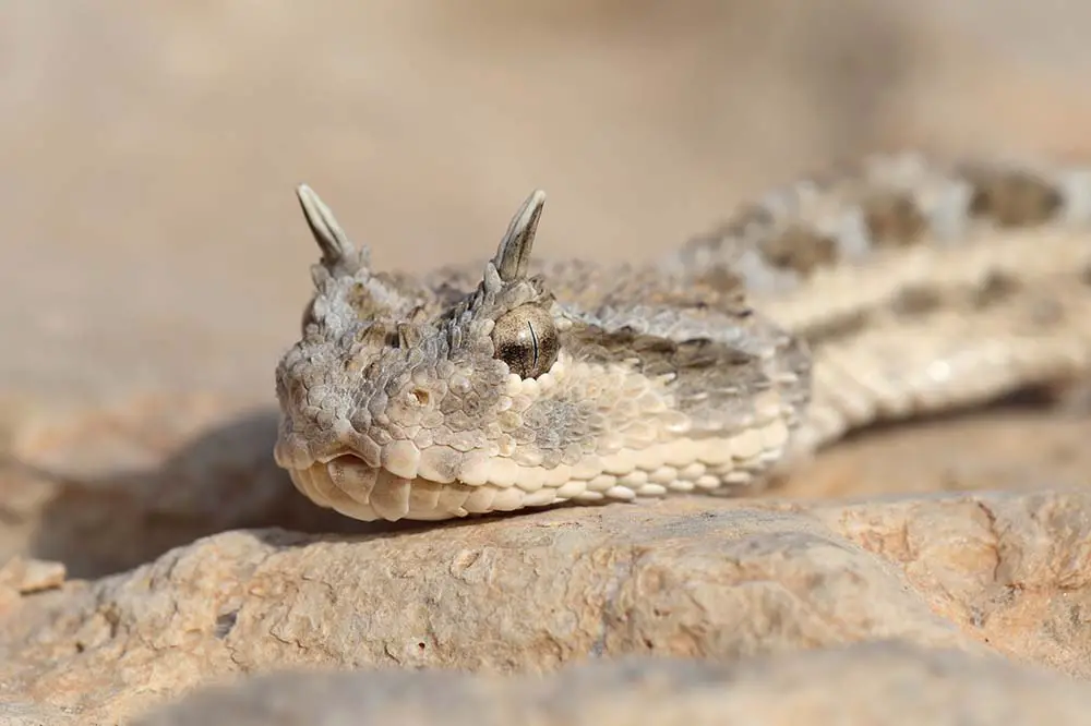 Desert horned viper