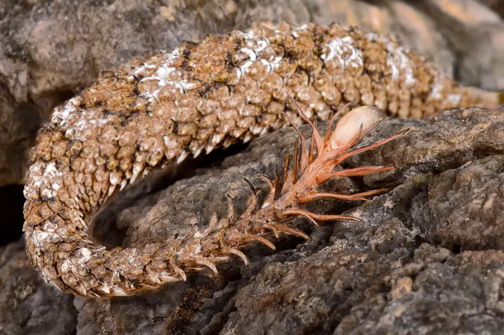 Close up of a spider-tailed horned viper's tail