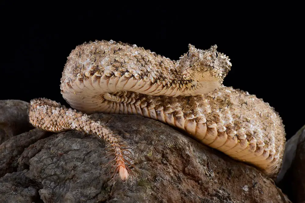 The spider-tailed horned viper