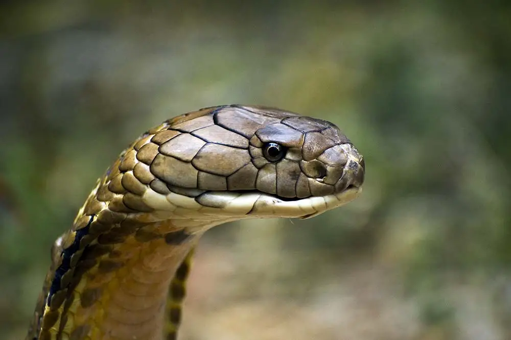 A beautiful King cobra