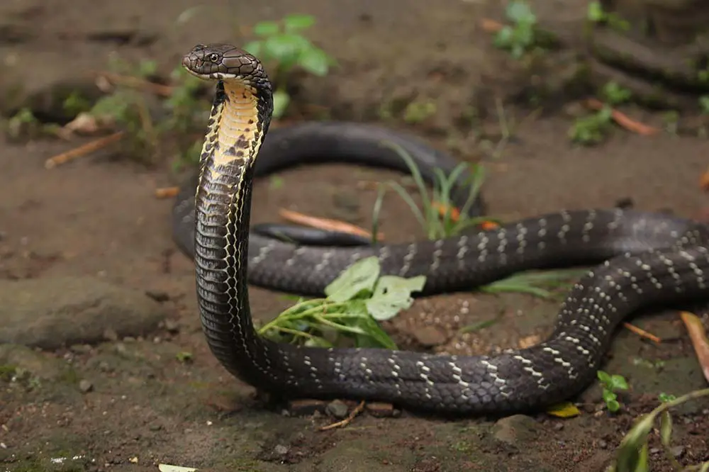 An erect King cobra in India | Mufti Adi Utomo / Shutterstock