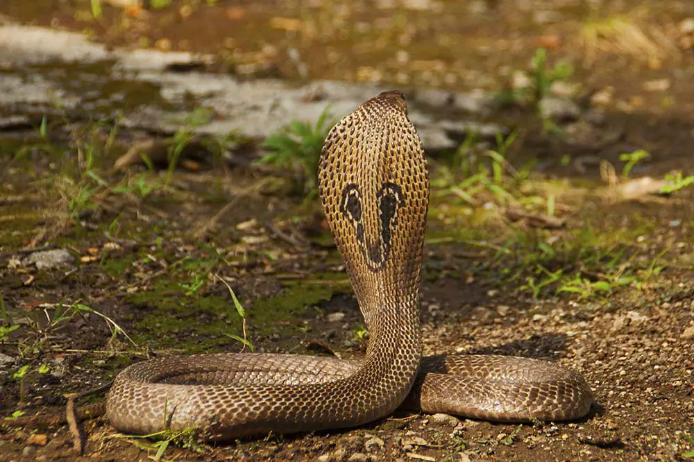 Close view of Indian cobra
