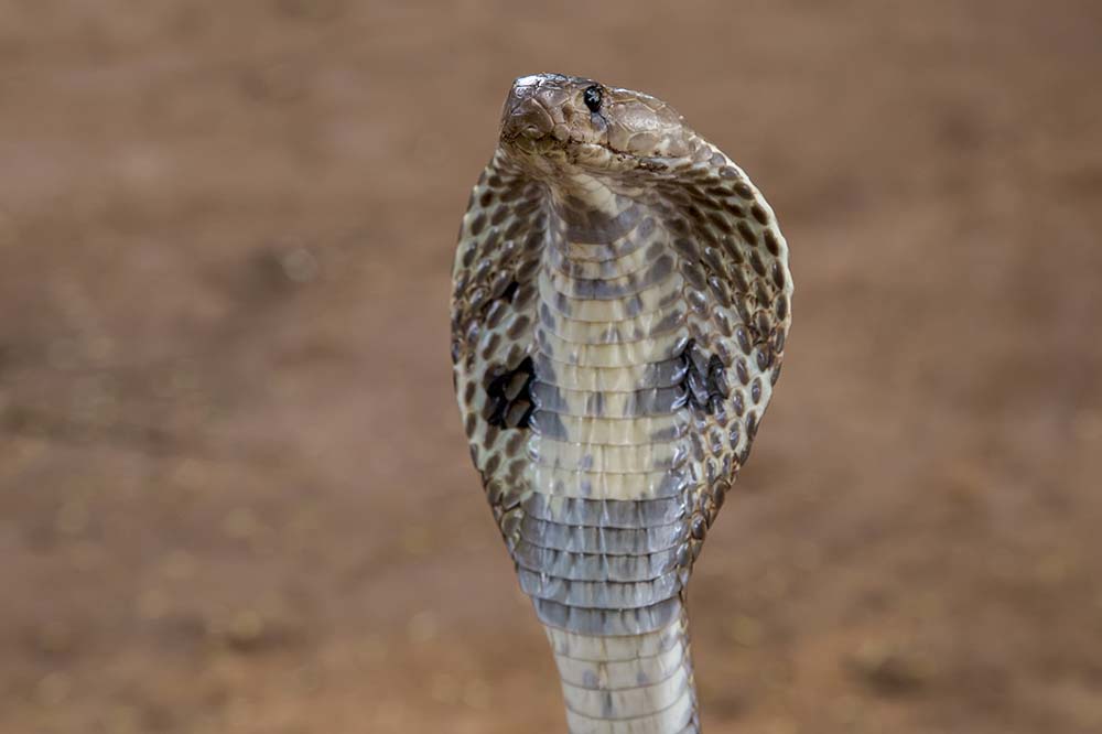 Indian cobra