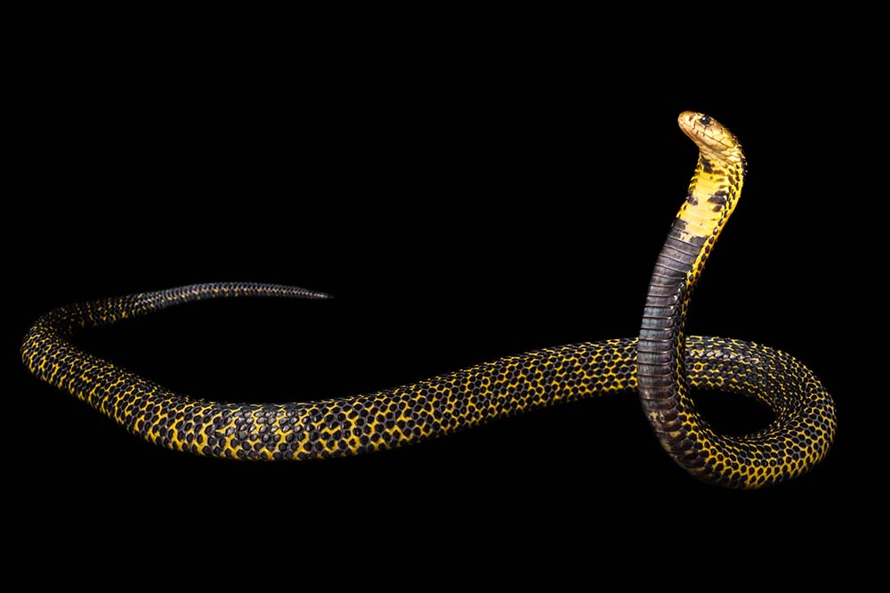 Samar spitting cobra